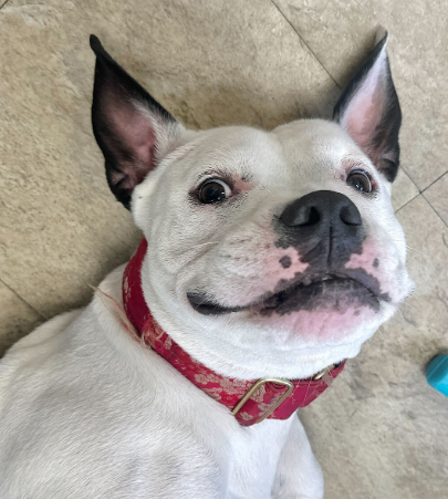 <em>Mike W., Chicago IL</em>